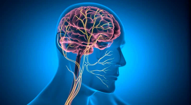 Vagus Siniri Nedir? Kaygı ve Stres Üzerindeki Etkisi